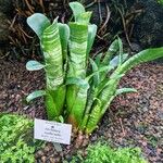 Aechmea nudicaulis Blad