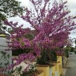 Cercis canadensis Tervik taim