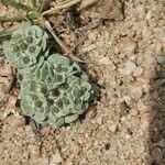 Filago tyrrhenica 葉