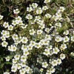 Saxifraga squarrosa Floare