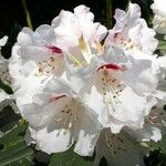 Rhododendron morii Blüte