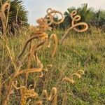Ctenium newtonii Flower