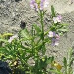 Cakile maritima 花