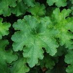 Heuchera maxima Feuille