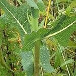 Lactuca serriola Foglia