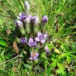 Gentianella campestris Облик