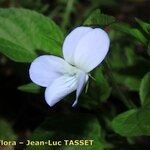 Viola jordanii Blomma