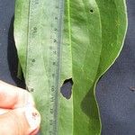 Smilax domingensis Other