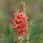 Indigofera hirsuta Kwiat