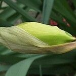 Narcissus jonquilla Blodyn