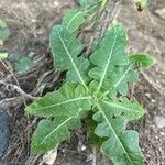 Sonchus radicatus পাতা