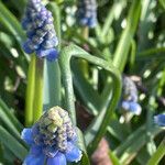 Muscari botryoides Feuille