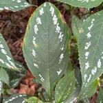 Strobilanthes hamiltoniana Folla