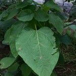 Catalpa speciosa Φύλλο