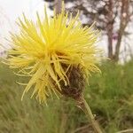 Centaurea rupestris ফুল