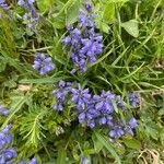 Polygala alpina Flors