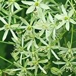 Ornithogalum sphaerocarpum Flower