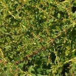 Amaranthus albus Blüte