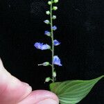 Rhynchoglossum obliquum Other