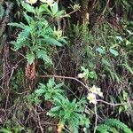 Argyranthemum pinnatifidum Habit