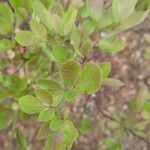 Searsia natalensis Leaf