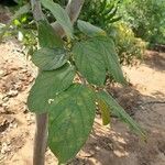 Pongamia pinnata Leaf