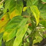 Combretum farinosum Hoja