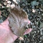 Quercus montana Hoja