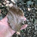 Quercus montana Blatt