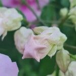 Podranea ricasoliana 花