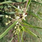 Gomphocarpus fruticosus Autre