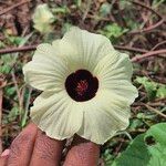 Hibiscus vitifolius Flower