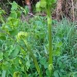 Thalictrum fendleri Leaf