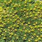 Azorella monantha Habit