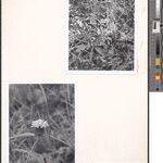 Gymnanthemum urticifolium Hábito