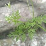 Chaerophyllum tainturieri Feuille