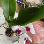 Phalaenopsis × singuliflora Yaprak