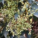 Ligustrum lucidum Fruit