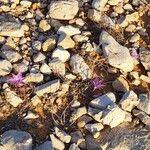 Colchicum variegatum Flower