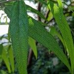 Debregeasia longifolia Leaf