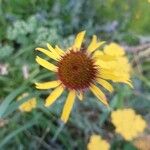 Echinacea paradoxa Fleur