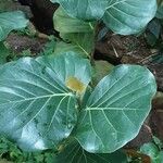 Coccoloba uvifera Blatt