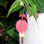 Abutilon megapotamicum 花