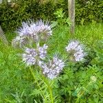 Phacelia congesta Flower