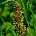 Carex vulpina Gyümölcs