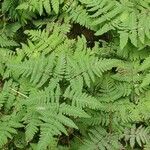 Gymnocarpium dryopteris ഇല