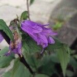 Campanula tracheliumᱵᱟᱦᱟ