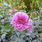 Dahlia pinnata花