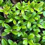 Arctostaphylos uva-ursiFeuille