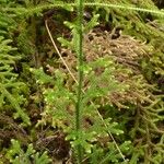 Lycopodiella cernua Habit